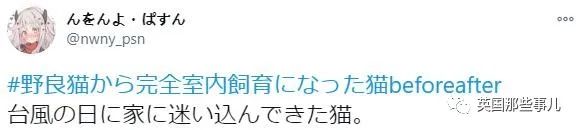 捡到小奶猫变身成男神,捡回来的小奶猫