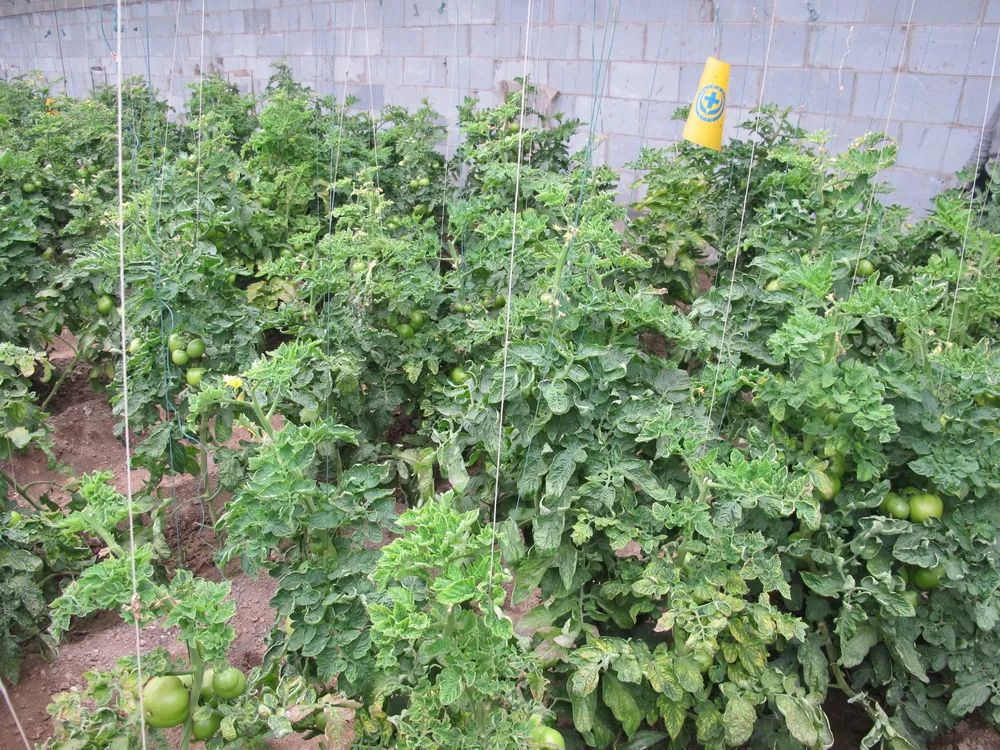 病毒能感染人吗,病毒为什么不感染植物