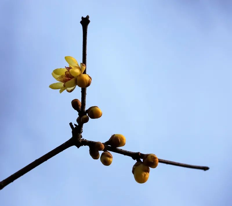 谁说冬日百花羞？这里的腊梅一枝独秀！