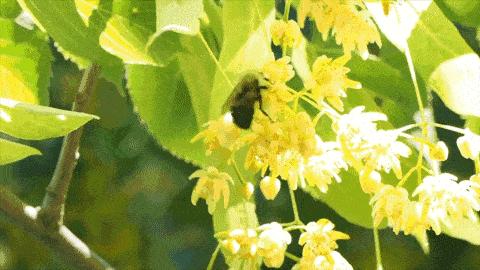 长白山椴树雪蜜礼盒,长白山椴树蜂蜜雪蜜500g