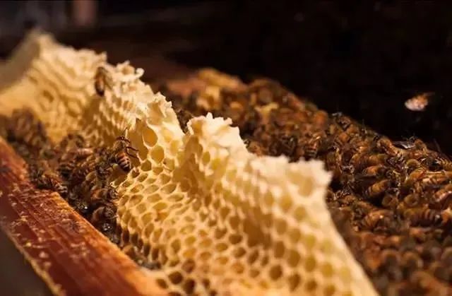 长白山椴树雪蜜礼盒,长白山椴树蜂蜜雪蜜500g