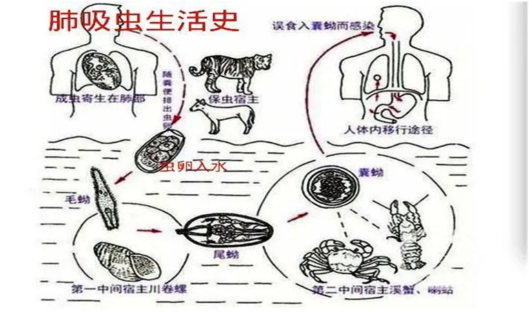 野外洞穴探险肺部感染,野外旅游被虫叮咬怎么办