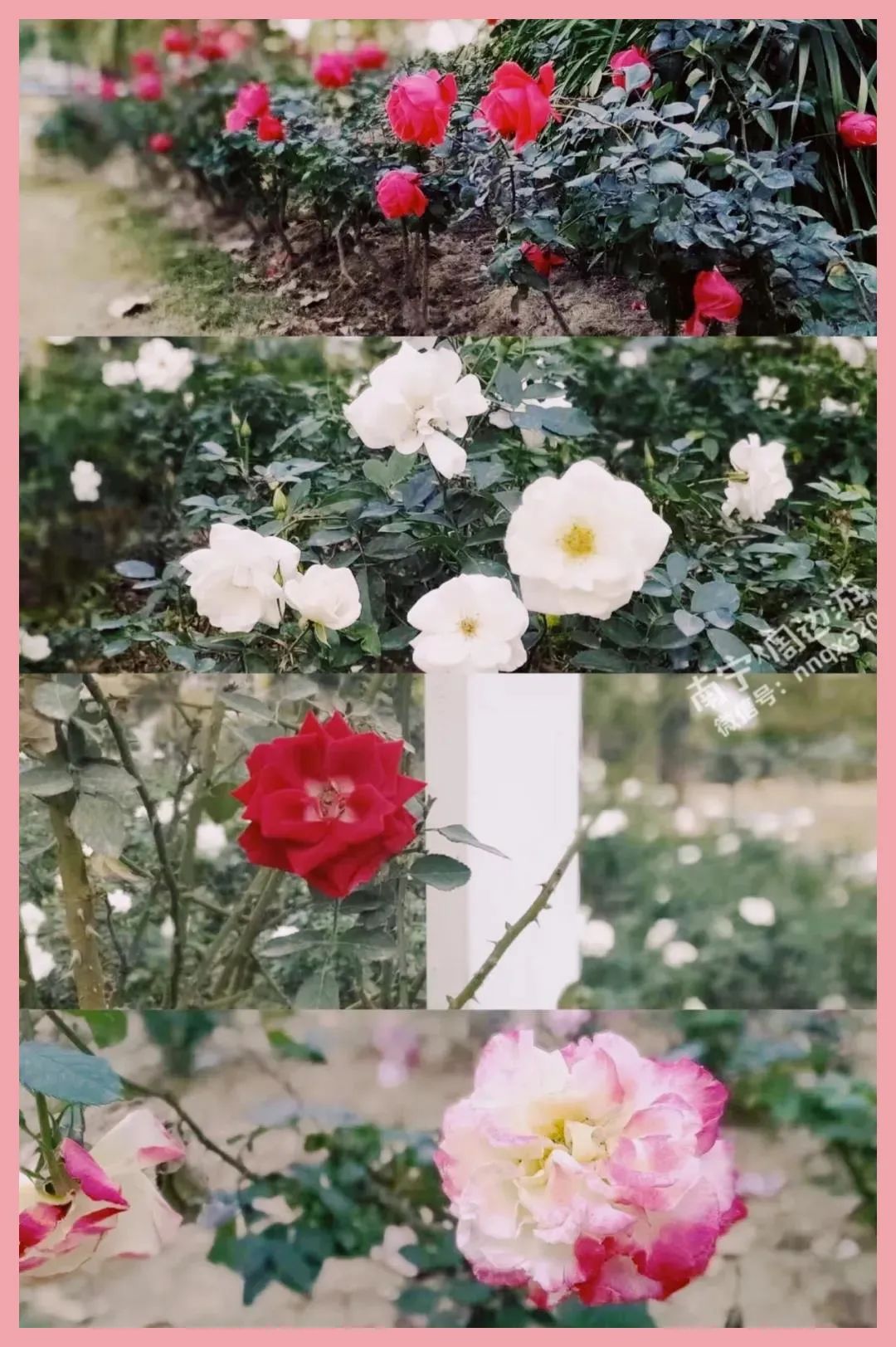 南宁赏花2022,赏花攻略南宁