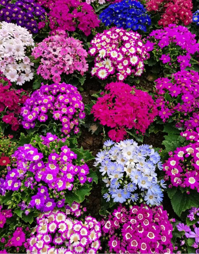 南宁赏花2022,赏花攻略南宁