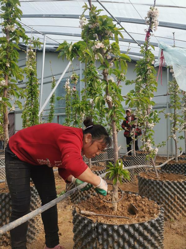 栖霞庙后樱桃大棚,栖霞市庙后镇果树技术推广站