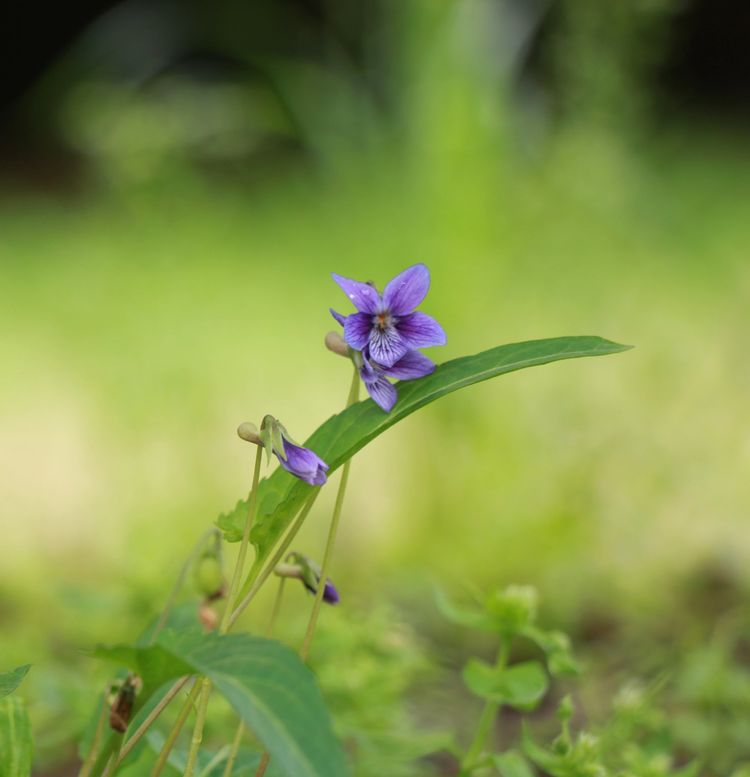 执手春天灼灼其华——咔嚓社最美遇见之寻找校园春意篇