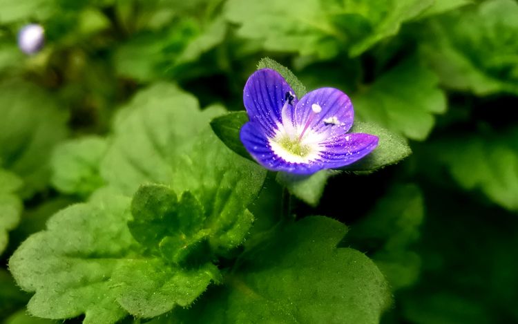 执手春天灼灼其华——咔嚓社最美遇见之寻找校园春意篇