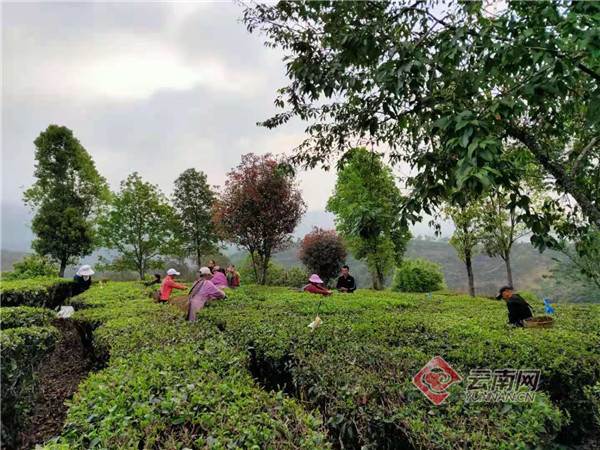 景东县:春漫三月天,茶香溢银生