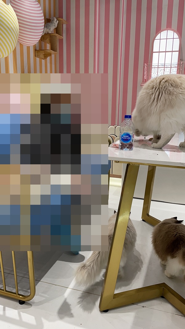 撸猫馆的猫咬人用打疫苗么,撸猫馆的猫抓破了怎么办