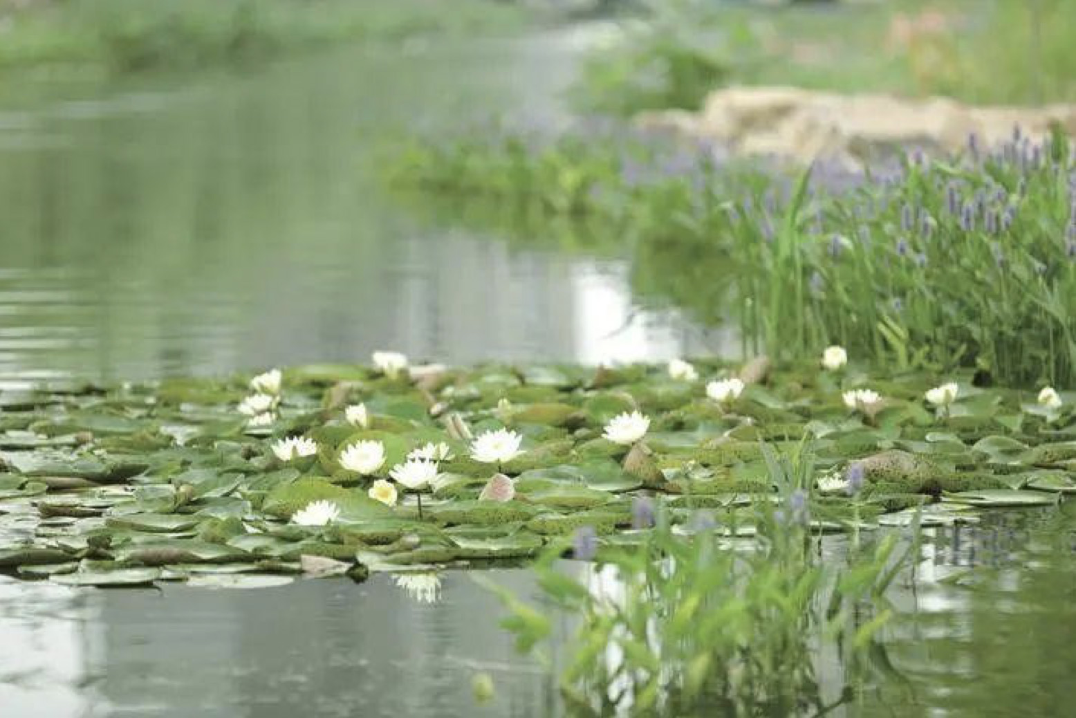 建设“碧水嘉兴”，打造“江南美窗口”，中国电科36所以数字化驱动生态治理