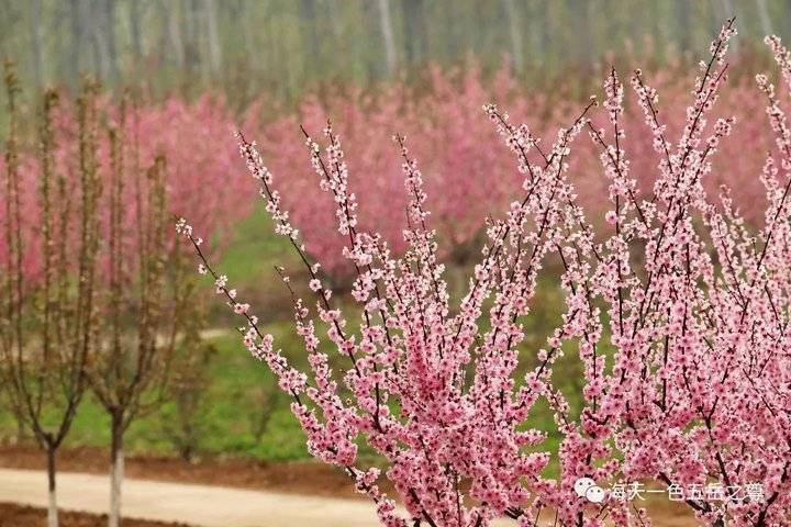 清明时节万物清新,清明万物新