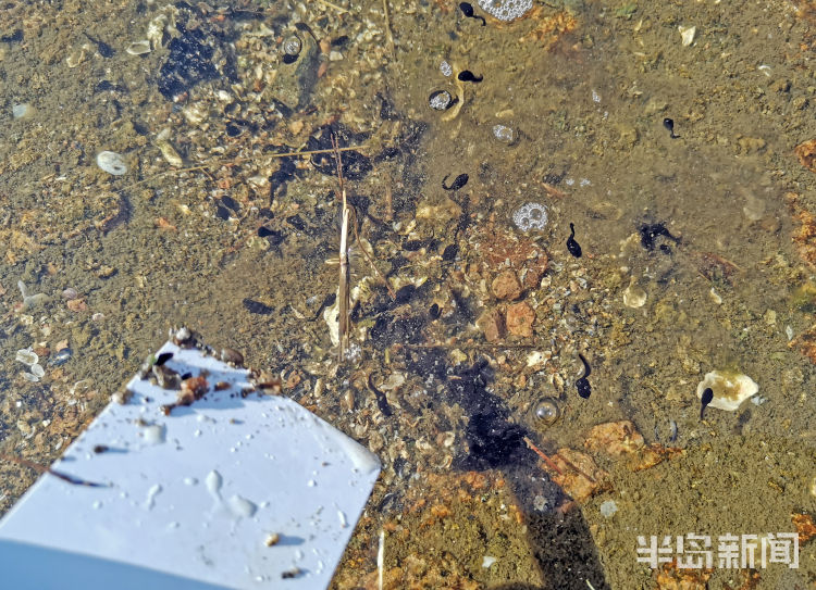 蟾蜍幼崽是蝌蚪吗,蟾蜍卵孵化成蝌蚪