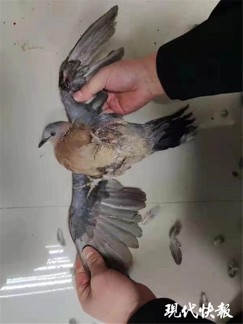 男子偷鸟被刑拘,男子半夜偷鸡鸭被警察抓