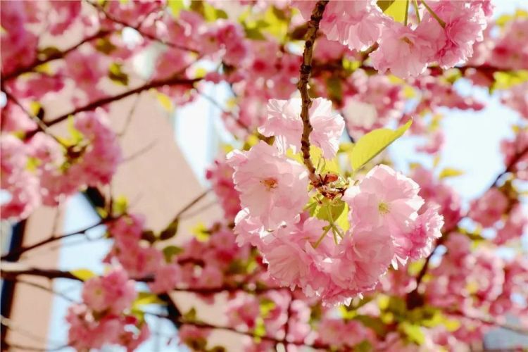 淄博五月樱花,淄博人山人海的樱花节