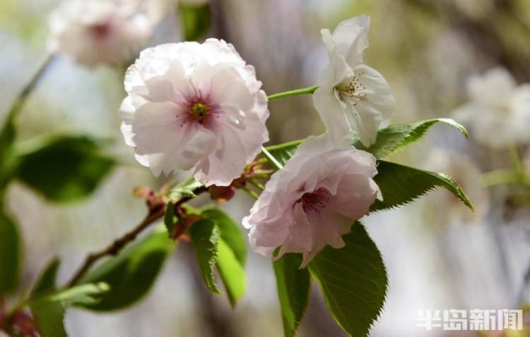 青岛樱花品种大全,青岛绿色樱花品种