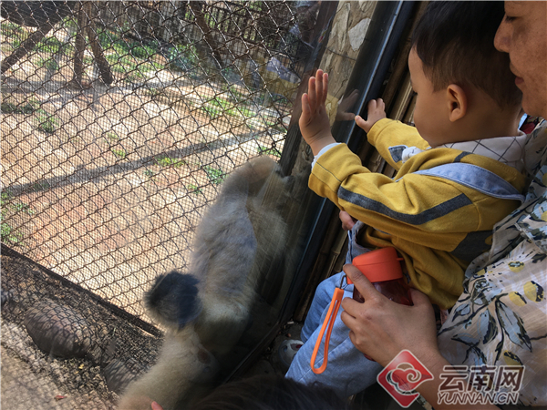 绿色文明游云南,云南文明旅游安全出行
