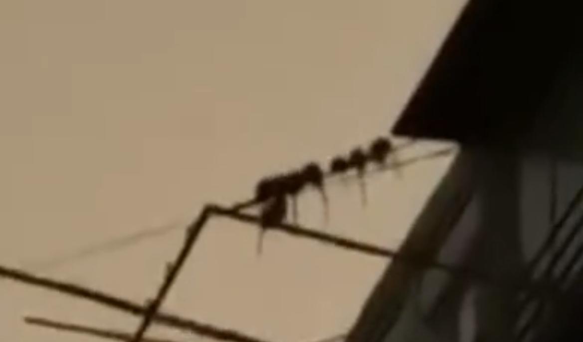 上海一老人囤垃圾引鼠群,老人捡垃圾堆满房间引上百只老鼠