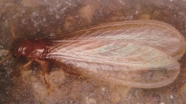 白蚁怎么防治最有效,白蚁怎么防治最好最简单的方法