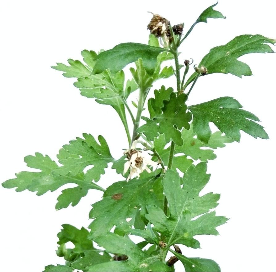 我的端午原文,我的端午故事作文结尾