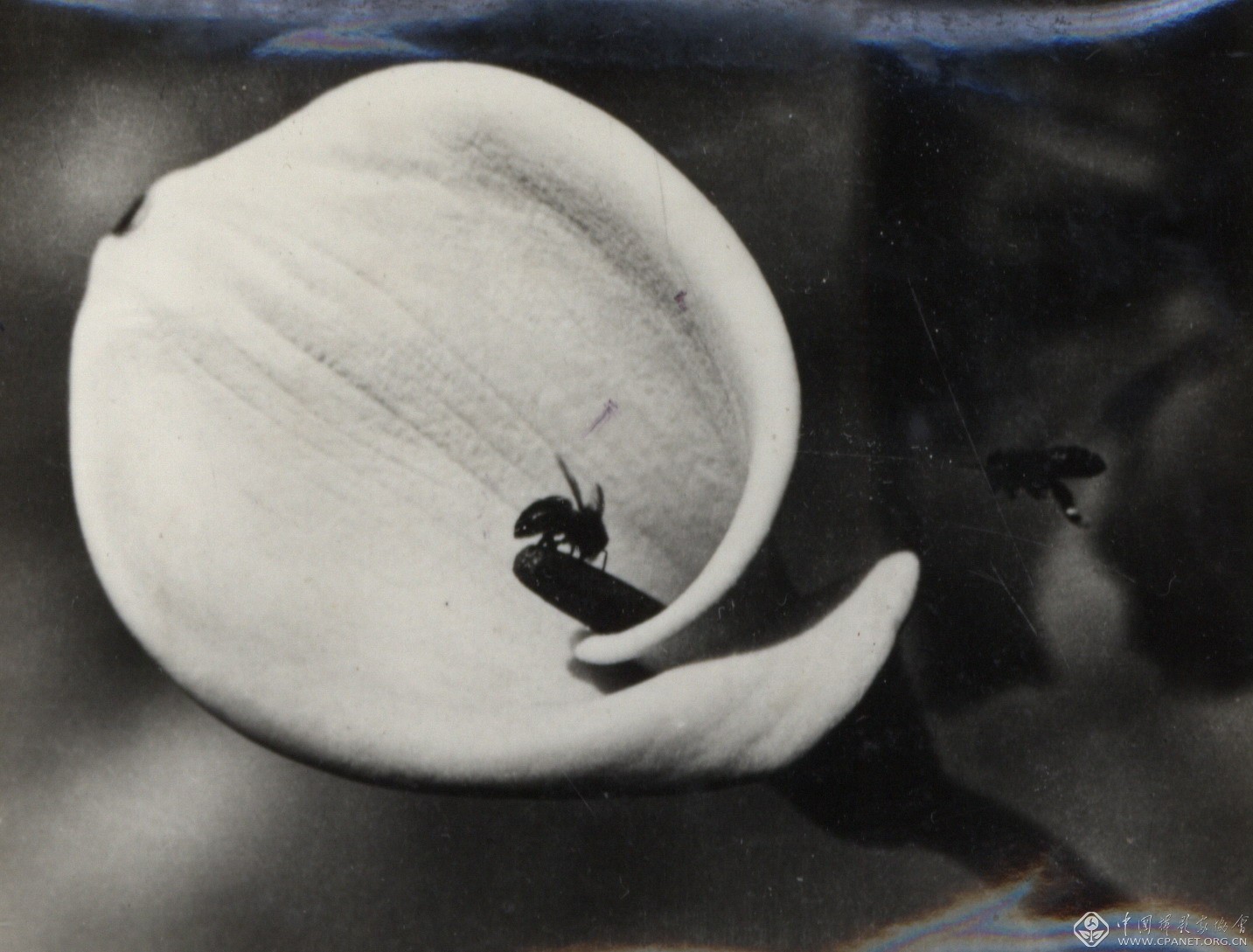 中国摄影大师作品赏析,中国摄影大师吴印咸摄影作品