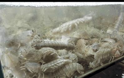 福州哪里买新鲜又便宜的海鲜,福州海鲜哪里买最便宜