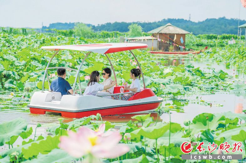 赏荷花美照,赏荷塘视频