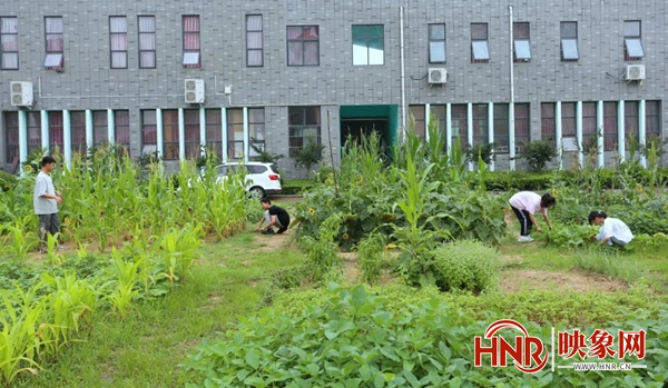 商城县思源中学：劳动育人结硕果潜心育人绽芳华