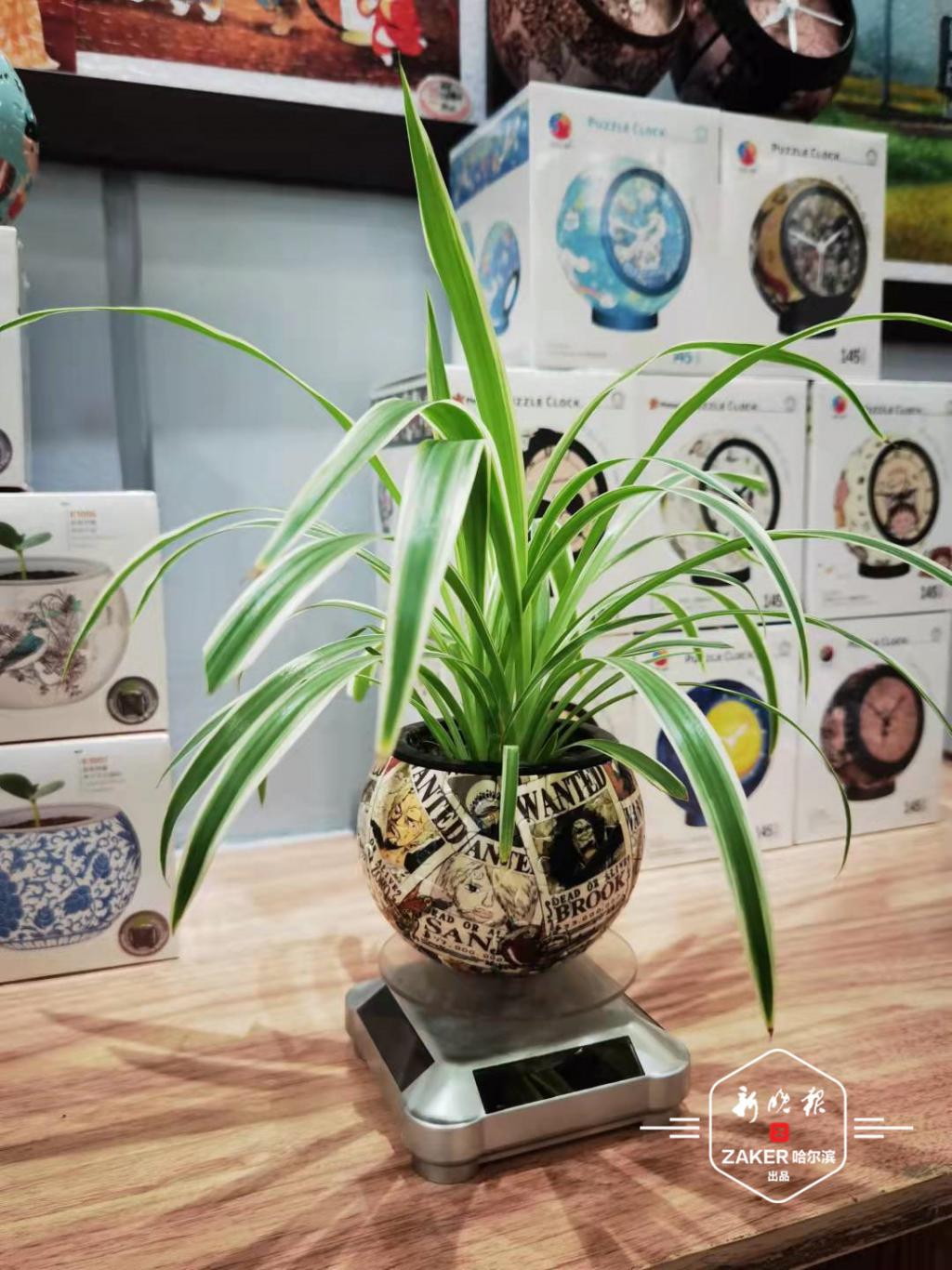 花800元请人替自己“玩拼图”！看哈尔滨拼图产业链