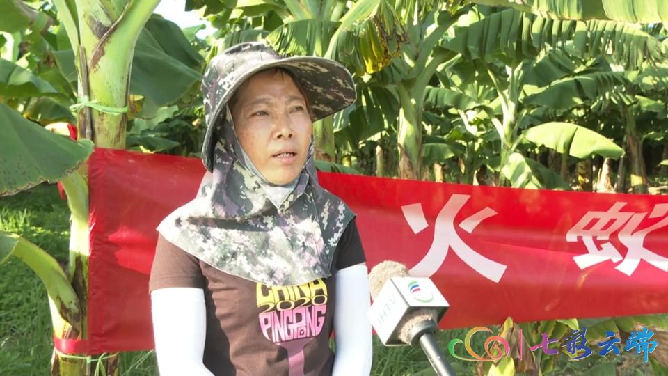 红火蚁防治方法主要有三大类,红火蚁防治方法大全视频