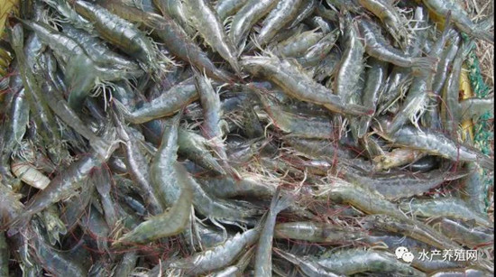 对虾价格低迷,对虾价低迷养殖户如何应对