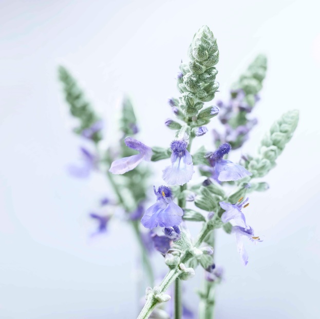 安利雅姿宏邦奇亚视频,雅姿宏邦奇亚系列焕活紧致方案