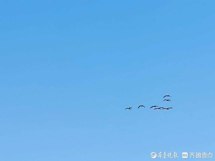 黄河谣之一：当一只天鹅成为“女儿”