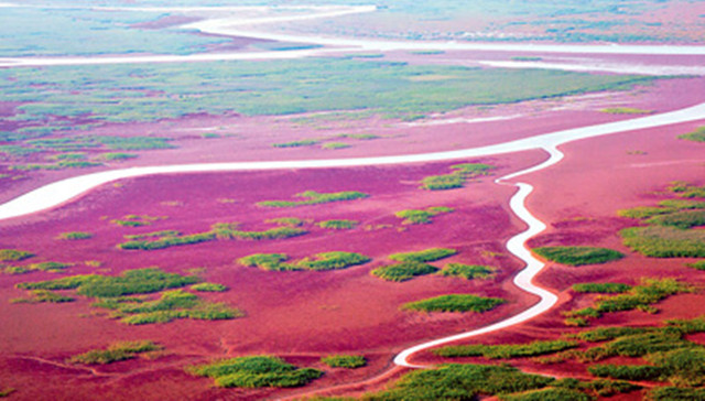 外眼看,护大河之洲引百鸟来栖