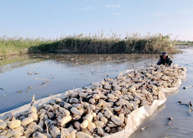 生态湿地百鸟来栖视频,护大河之洲引百鸟来栖