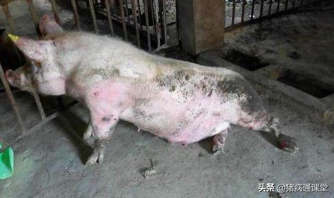 母猪产前和产后常见病症分析及治疗（完）