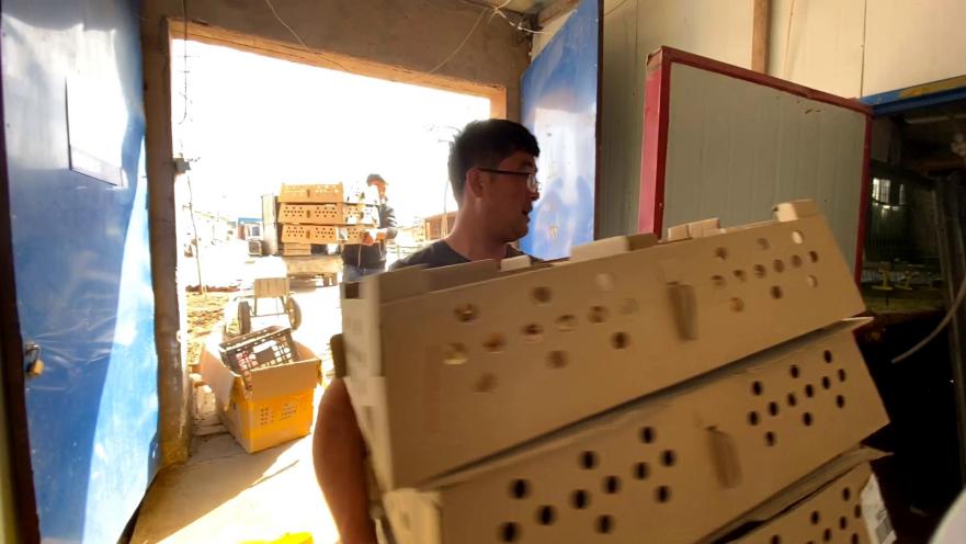 农村养殖的鸡吃什么,农村散养的鸡吃的什么