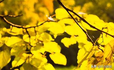 叮当国医全集免费观看,叮当国医义诊