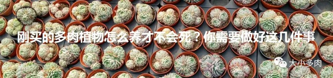 多肉煤烟病可以用酒精擦吗,多肉煤烟病怎么治