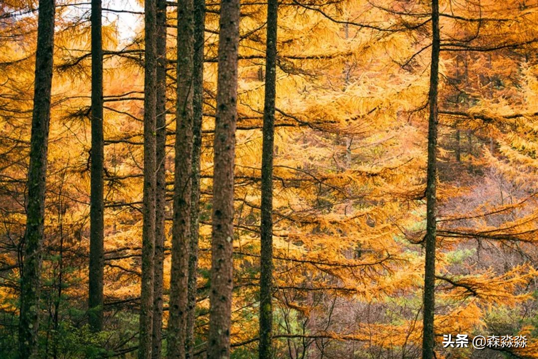 秦岭赏秋怎么玩才好玩呢,大秦岭山旅游攻略