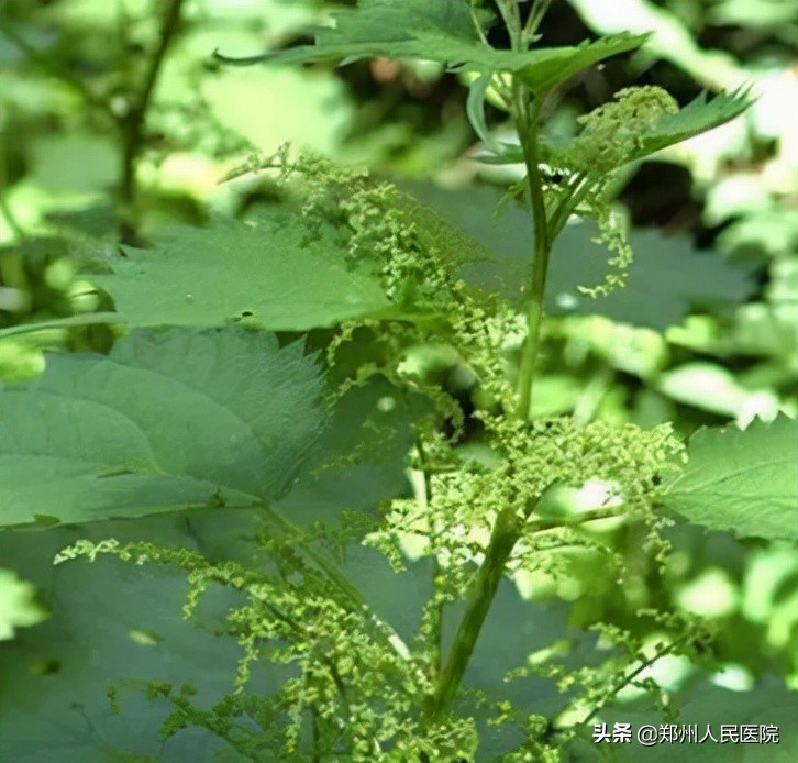 吃酵素体内肠子吃成了蛇皮状,吃了酵素便秘怎么调理