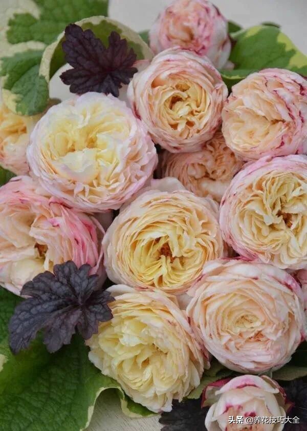 四季开花的月季又香又好养有几种,最漂亮10种盆栽月季