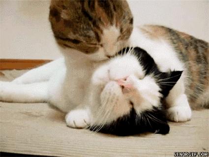 关于猫的100个冷知识和方法,3-6岁动物冷知识