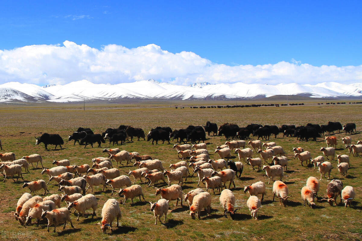 今年确定是冷冬，畜牧业怎么办