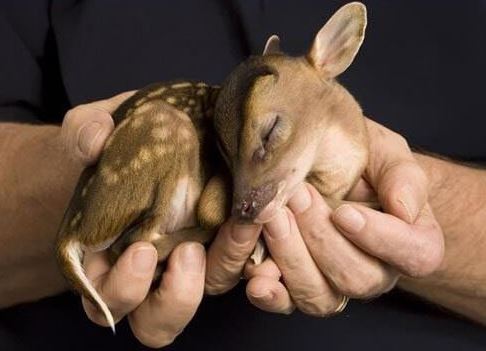 漂亮可爱的小动物萌照,动物宝宝可爱萌照