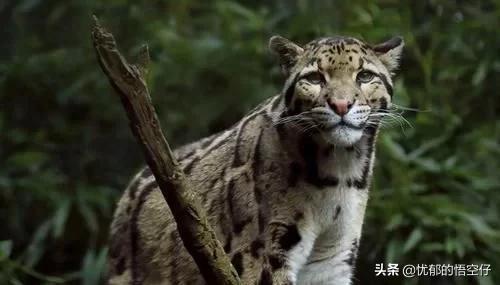 中国“小剑齿虎”，地上吃野猪、上树吃猴，挺过640万年今濒危！