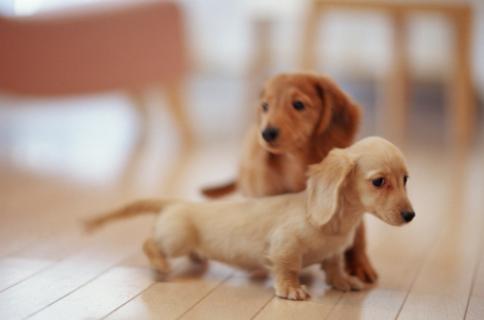 怎么训练狗狗出门一叫就回来,怎样训练狗狗一喊就过来