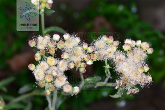 白酒草可以煮水喝吗,白酒草的药效