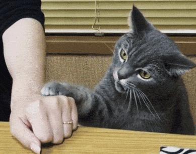 遇到猫咪怎么办,被猫咪咬了怎么判断有没有狂犬病