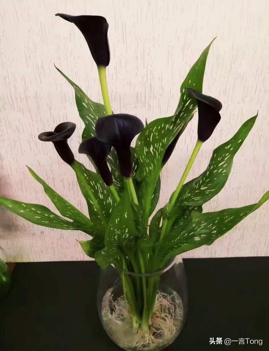 贵族版马蹄莲,高贵雅致马蹄莲