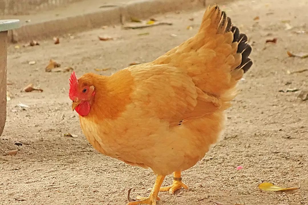 邯郸一男子有5套房,一男子不上班在家啃老